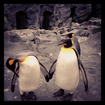 旭山動物園人氣企鵝館