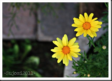 2011 06 01 IMG_2478w