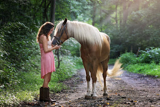 How to groom a horse