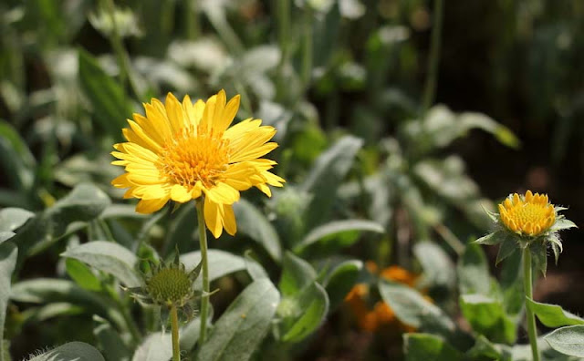 Gaillardia Grandiflora Mesa Yellow Flowers