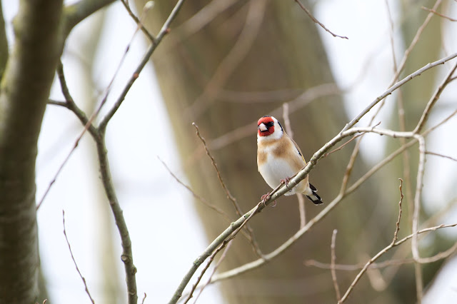 European Goldfinch सुनहरी तूती  (Carduelis carduelis)