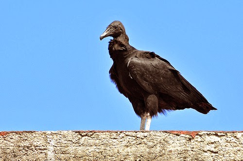 30 Gambar  Hewan Unik Burung NASAR Pemakan Bangkai Amazing 