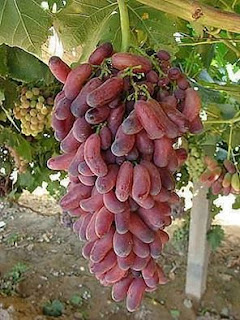 husain grape