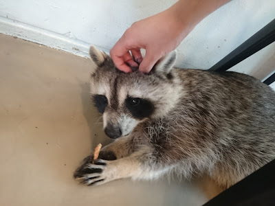 raccoon cafe, seoul, korea, cafe, coffee