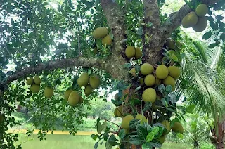 গাছে কাঁঠাল ছবি