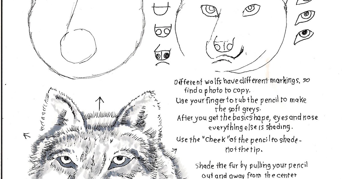 How to Draw Worksheets for The Young Artist: How to Draw a Wolf - A
