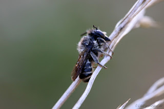 petite abeille solitaire noire