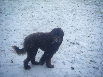 Alfie's walking in the snow, which has almost covered the grass; you can see the snowflakes falling in front of his dark shape