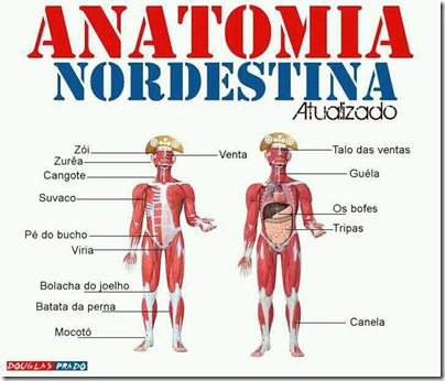 nordstino