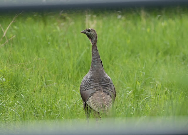 Wild Turkey - Michigan, USA