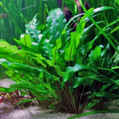 Cryptocoryne aquascape