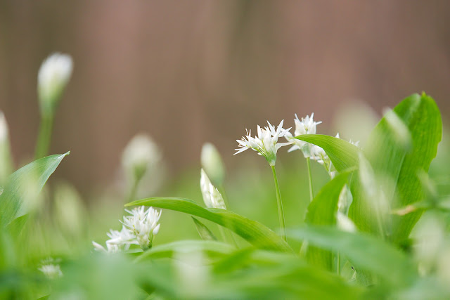 Bärlauch (Allium ursinum)