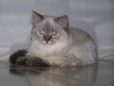 Jenis Kucing Persia Himalaya