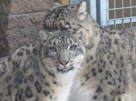 snow leopards