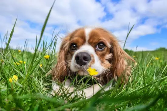 Cavalier King Charles Spaniel | Top 10 Cutest Small Dog Breeds