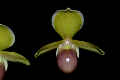 Paphiopedilum helenae orchid plant care and culture