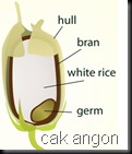 rice diagram border