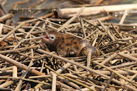 Black tern chick with 'eggmates' St. Clair Flats, ON - by Caleb Putnam