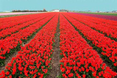 Tulip fields Netherlands