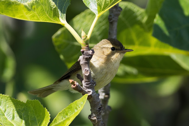 Canary Islands Chiffchaff - Tenerife