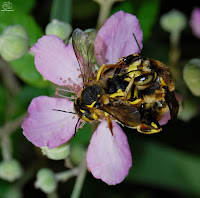 Abejas