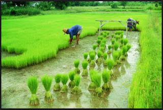 Popular Agriculture Related Schemes of Central and State Government in India