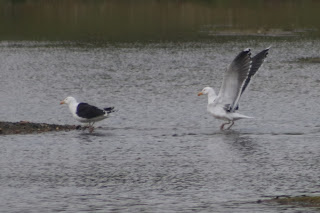 Adult Great Black-backed Gulls