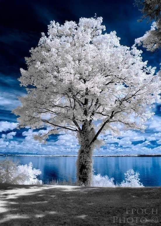 صورة