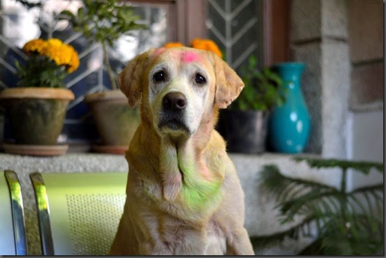 Pawprints_028