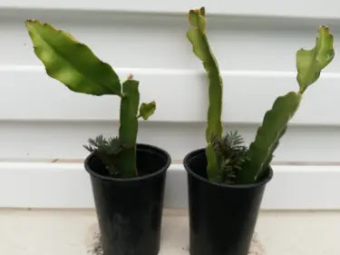 growing transplanted dragon fruit in pots