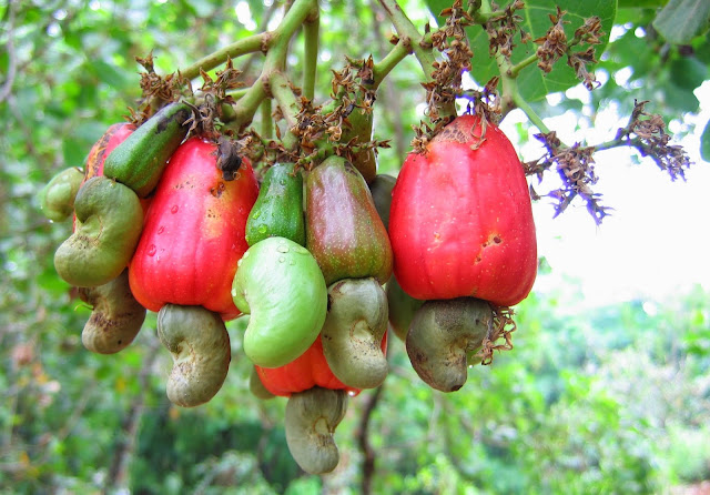 Wallpapers HD Buah Jambu Mede