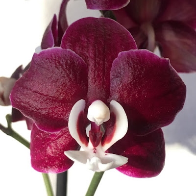 phalaenopsis kaoda twinkle white lip