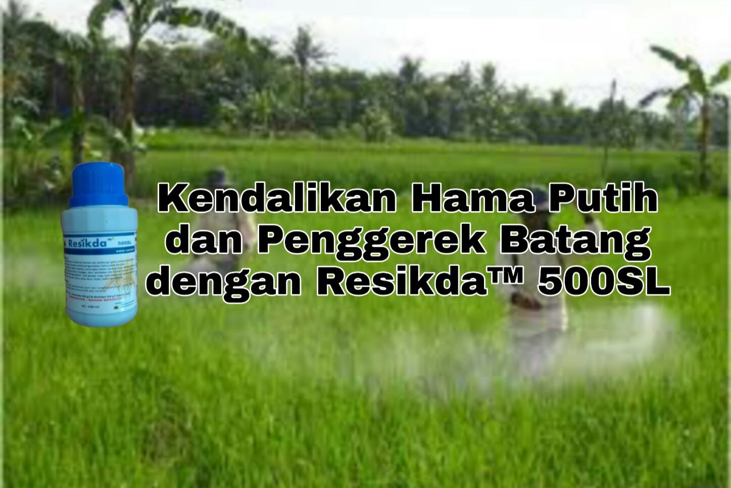 Kendalikan Hama Putih dan Penggerek Batang dengan Resikda™ 500SL