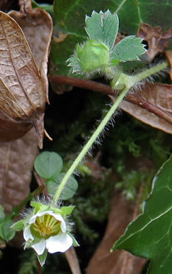 Potentille stérile (Potentilla sterilis)