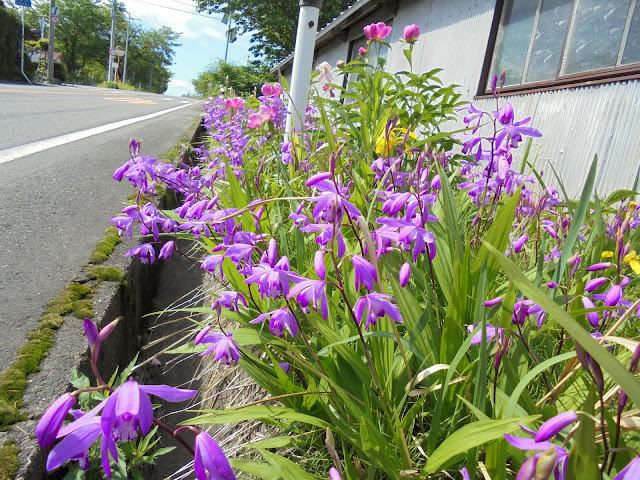 シランの花