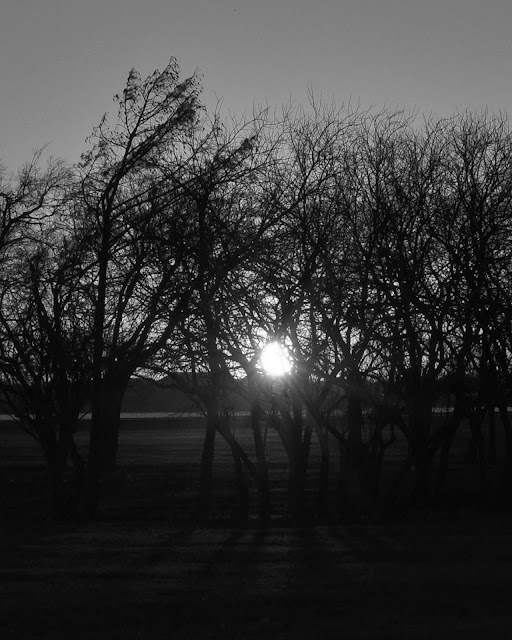 Sunset Trees at Robertson Park