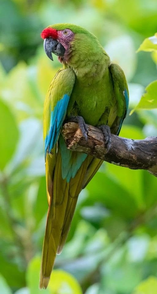 Arara de Guayaquil poderá estar extinta na natureza em menos de 10 anos