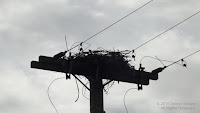 Red-tailed hawk unfinished nest on electrical pole, PEI, Canada - by Denise Motard