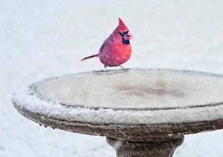 Cardinal in a bird bath