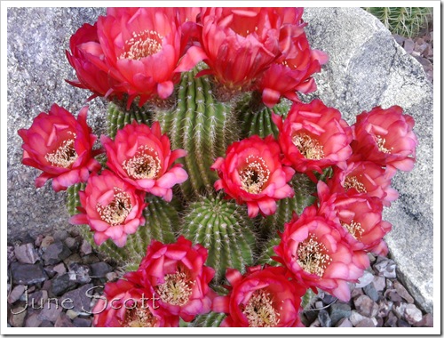 Cactus_Color