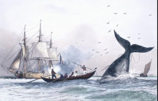 baleine pays basque autrefois