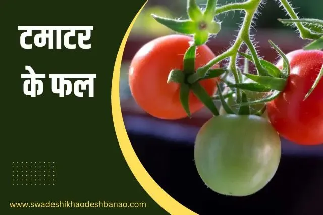 Tomato fruit in Hindi
