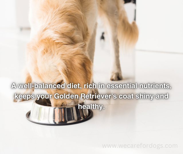 A well-balanced diet, rich in essential nutrients, keeps your Golden Retriever's coat shiny and healthy.