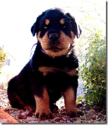 Teddy Bear - 6 weeks
