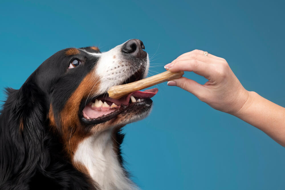Royal Canin Medium Dog Food: Important Feeding Rules
