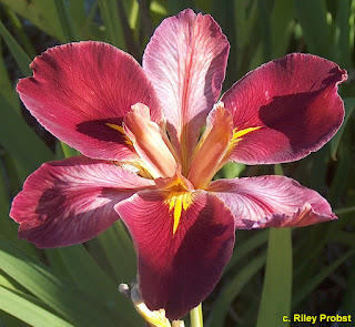 A Louisiana iris with pink standards and falls, darker magenta veining and lines throughout; signals small gold line.