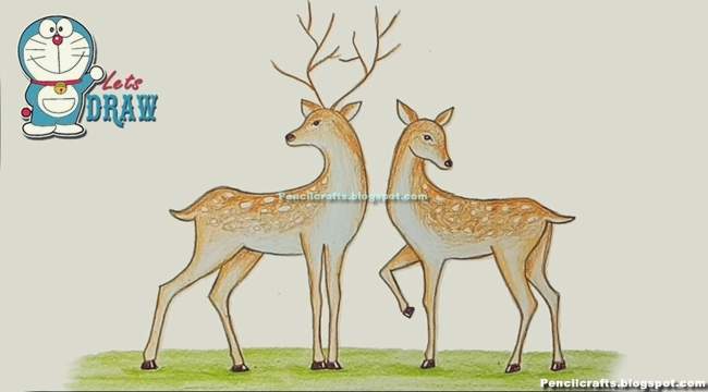 Color Pencil drawing Deer-beginner