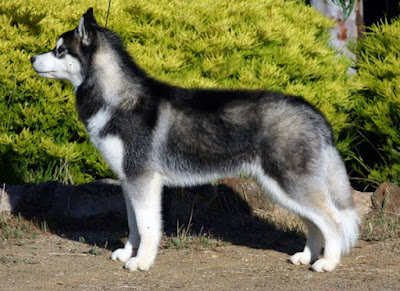 Siberian husky dog images