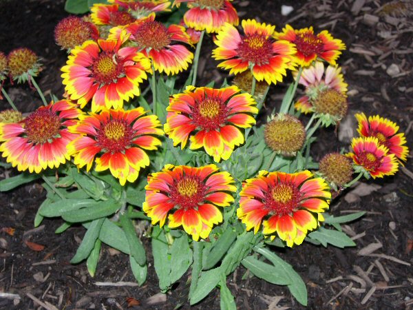 Full Sun Perennials Zone 6