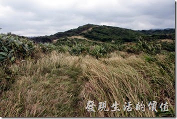 屏東-旭海大草原。這跟我多年前印象中的旭海幾乎完全走了樣，隱約聽到內心在吶喊『環我的旭海大草原原樣』。